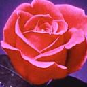 Rose Icon