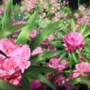 Gleipnir グレイプニル Icon