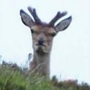 Deerz Discord Cult Icon