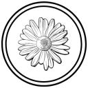 Daisy Bloom Icon