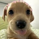 ad meliora .ᐟ Icon