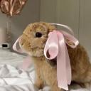 ˚₊‧꒰ა Sanctuary ໒꒱ ‧₊˚ Icon