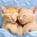 mattari nihongo Icon