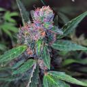 TheStonedCultivators420 Icon