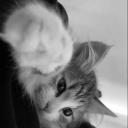 Aurora Flores Chatting Server! Icon