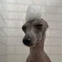 Havenage - Weekly Nitro Giveaway Icon