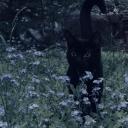 Lil kitty playpen Icon