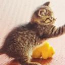 AMINA’s server Icon