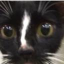 gaVin2212 twitch server Icon