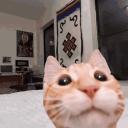 idk a name yet omg ! Icon