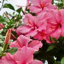 Weight loss & Habits Icon