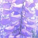 Crankin' Cuties Icon