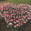 honey’s garden Icon