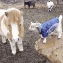 The Goats Garden Icon