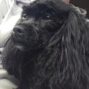 Notyour_Dog Community Icon