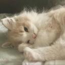 ≽^• ˕ • ྀི≼ Icon