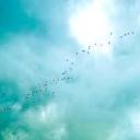 42 idiots and a server Icon