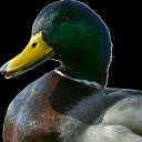 ✨Duck Server✨ Icon