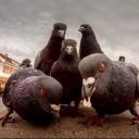 G.O.A.T. Central Icon