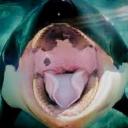 Cetacean Central (18+) Icon