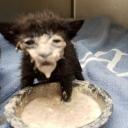 MISSILE LAUNCHER!! :3 Icon