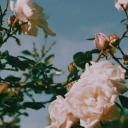 ☕*..The cafe in the 1980s°༄ Icon