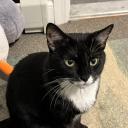 The Foster Nest Icon