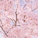 Blossom Café 18+ Icon