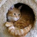 猫の巣 (Cat's Nest) Icon