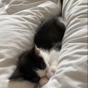 candra’s world 🐬🥥🪲🌊 Icon