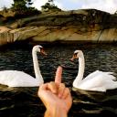 AntiSchwanCommunty Icon