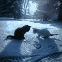 Cupid's Corner(DFIL) Icon