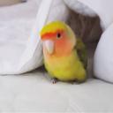 Avian Sanctuary Icon