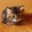 Tabbie Cat Mansion Icon