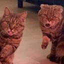 Chronically Ill Cats Icon