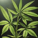 White Widow Roleplay Icon