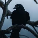 Crow’s Graveyard Icon