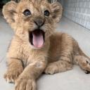 Al Khaleeji Connection Icon