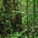 The Undergrowth Icon