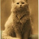 Phi Discord Sigma Icon