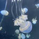 When The Tide Comes In Icon