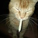 Starks ¦ Community Icon