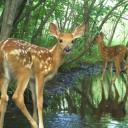 •… .~*+ ᴡᴀɴᴅᴇʀᴡᴏᴏᴅ ~ {ᴡʟᴡ} . ݁˖* Icon