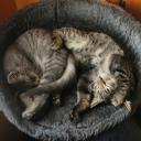 the yeet server Icon