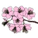 Cherry Blossom Icon