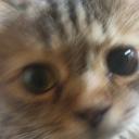 Kitten Paradise Icon