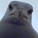 The Bird Monarchy Icon