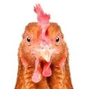 may's human collection Icon