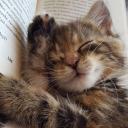 Phoenix ➵ Social ➵ Chill ➵ Emote Icon