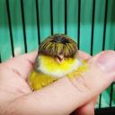 Vanguard Legion Icon